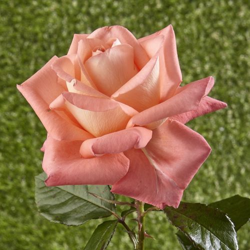 Roz somon cu interiorul petalelor galbenă - trandafir teahibrid